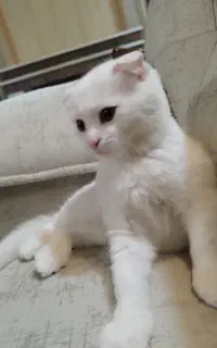 نژاد اسکاتیش دبل فلد نر و ماده