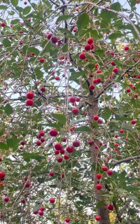 آلبالو فروشی