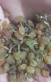 کشمش