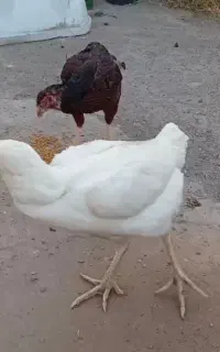 مرغ لاری