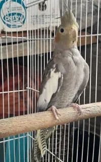 عروس هلندی