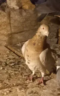 کبوتر سرور