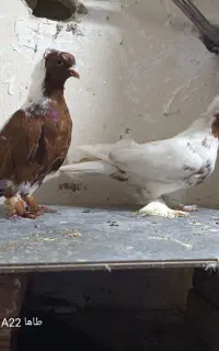 جفت ککیلی بالا توتولما