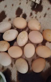 تخم مرغ نطفه دار