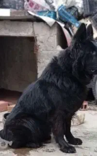 واگذاری سگ نر ژرمن بلک شولاین