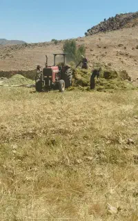 جاشیر سبز درجه یک