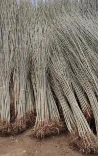 نهال صنوبر قلمه سفید