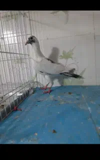 کفتر گم شده