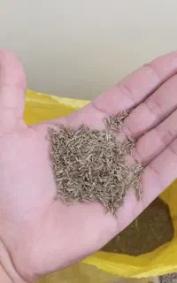 زیره سبز تازه (کراویه) دیمه و کاملا ارگانیک