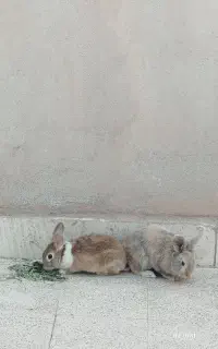 خرگوش