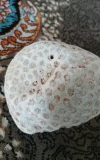 فسیل سنگ مرجان
