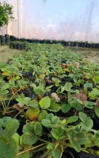 نهالستان علیزاده فروش‌ انواع رقم نهال گلدانی