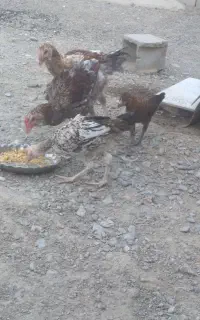 مرغ خروس لاری