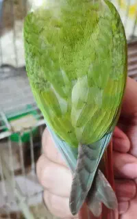 طوطی گرینچیک آناناسی