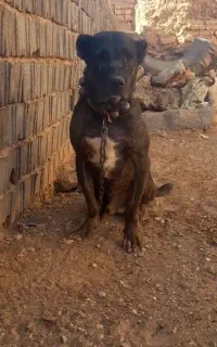 سگ نگهبان