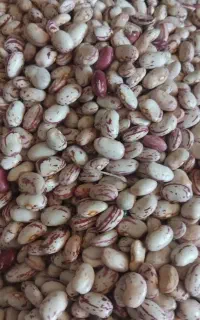 لوبیا چیتی