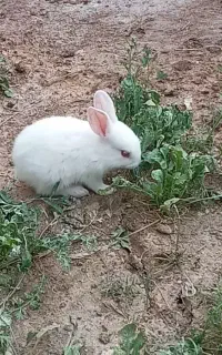 فروش بچه خرگوش