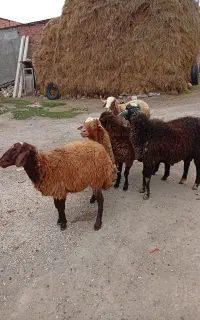بره نر و ماده