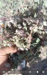 گیاه زوفا بادرنج کاکوتی