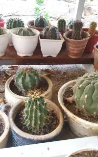 فروش کاکتوس کلکسیونی