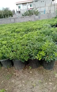 گل پیتوسپروم ویاس