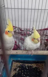 یک جفت عروس هلندی سنخگو رام