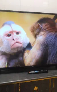 ال ای دی۴۳اینج الجی درحدصفر نونو