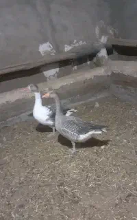 فروش غاز