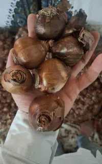 پیاز فروشی گل نرگس