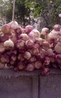 سیر کوهی