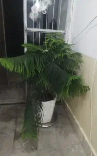 باسلام کاج مطبق پر خوشگل زیرقیمت