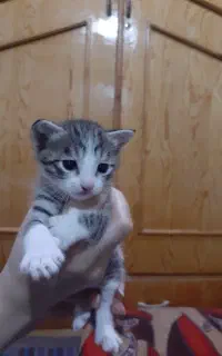 بچه گربه نر