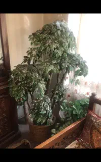 درختچه مصنوعی بنجامین سبز زیبا