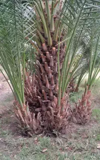 فروش پاجوش و بچ نخل بصورت تضمینی با قرارداد