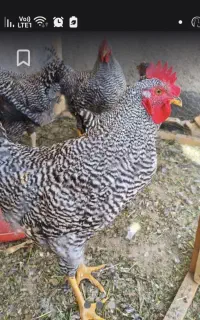 خروس امروک
