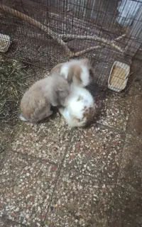 خرگوش لوپ اوکراینی جفت مولد