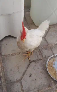 خروس