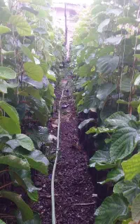 نهالستان کیوی هایوارد طلای با بیش از ۲۰ سال سابقه