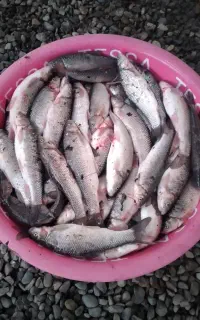ماهی سفیدرودخانه ای تلاجی