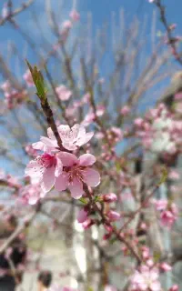 کارگر ماهر کشاورزی تمام وقت