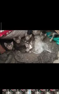 واگذاری گربه