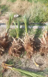 پاجوش پیارم محدود