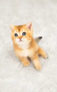 گربه اسکاتیش و بریتیش نر و ماده