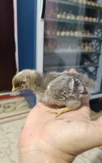 تخم نطفه دار از شما دستگاه جوجه کشی از ما با کیفیت