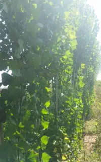 صنوبرسفیدیک ساله تا دوساله