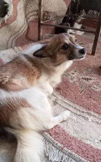 سگ پاکوتاه با توله