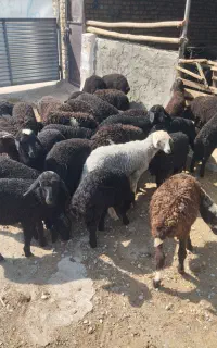 بر بره