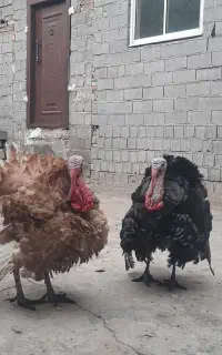 بوقلمون ارگانیک