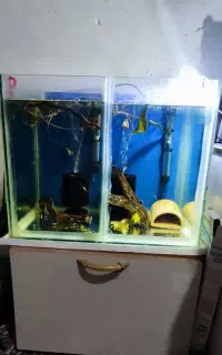 فروش کت پوزه بوته ای سوپر باله