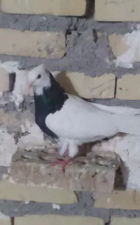 سلام وقت بخیر
